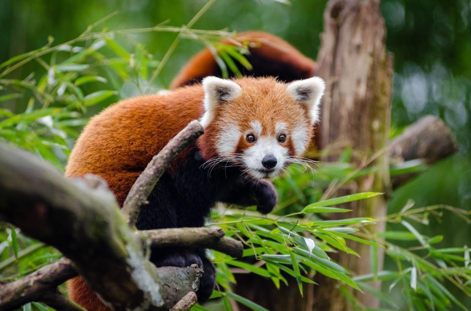 Free Image of Lesser panda on tree  