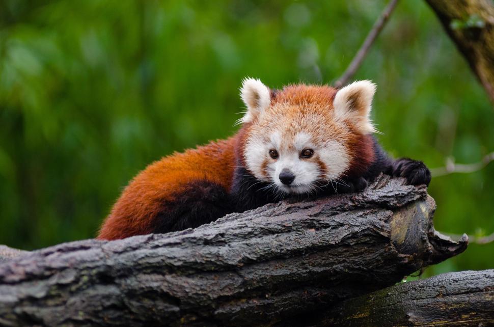 Free Image of Red bear-cat 