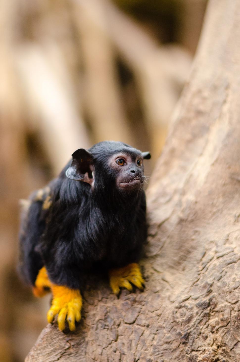 Free Image of Golden-handed tamarin 