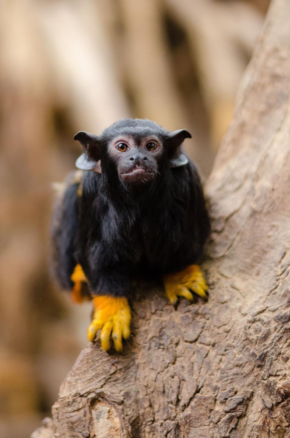 Free Image of Midas tamarin on tree  