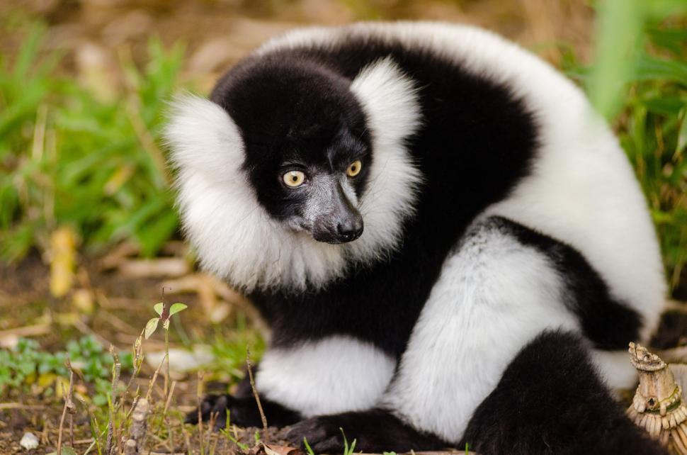 Free Image of Ruffed lemur on ground  