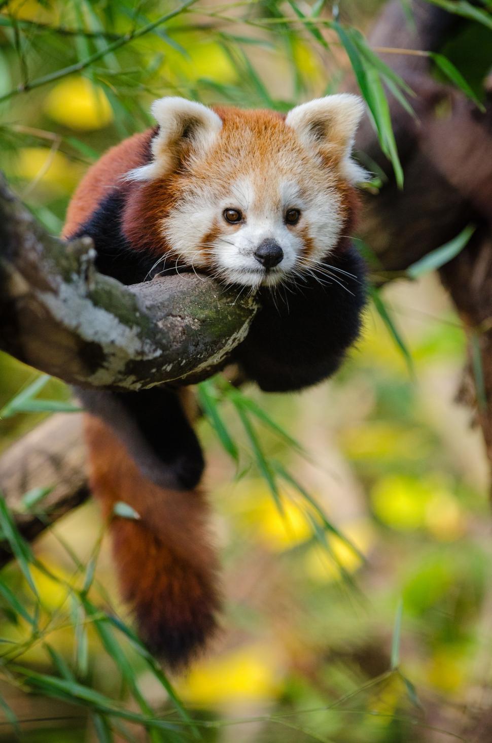 Free Image of Red bear-cat in forest  