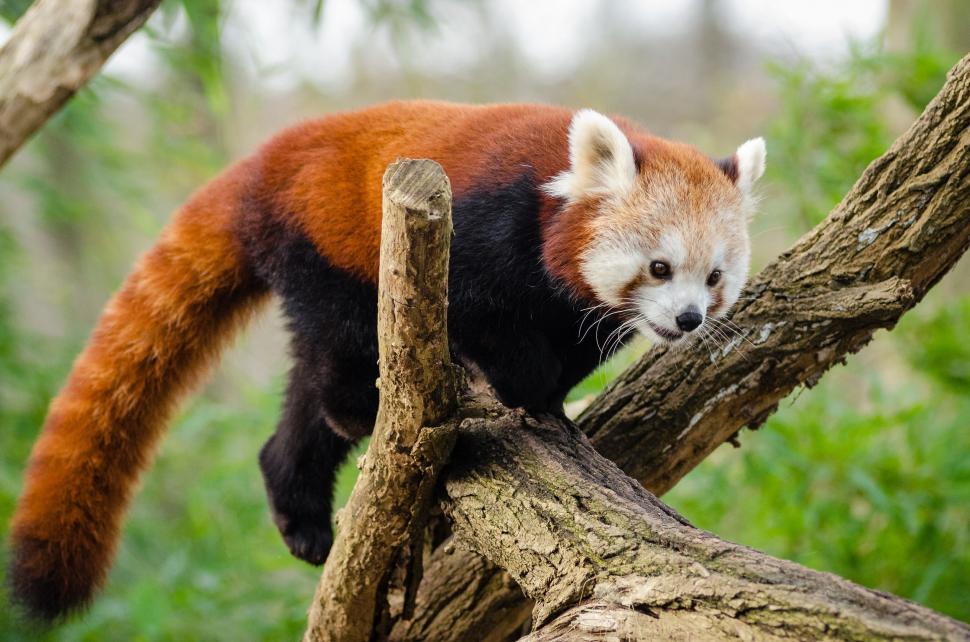 Free Image of Lesser panda 