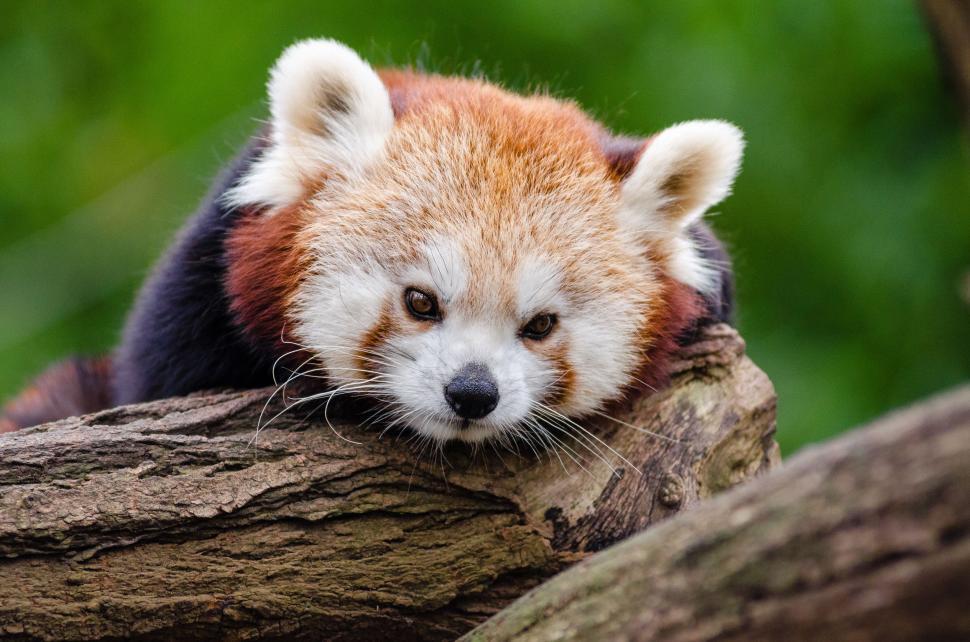 Free Image of Red Panda Whiskers  