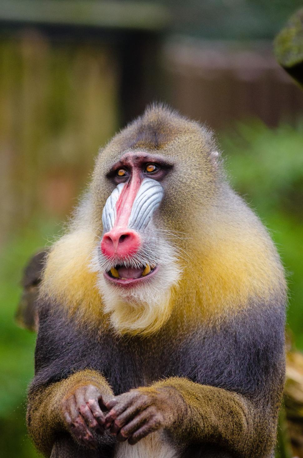 Free Image of Mandrill (Animal)  