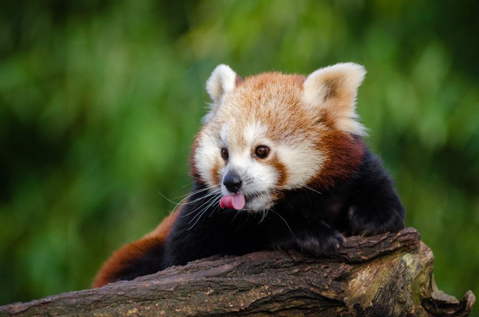 Free Image of Red Panda sticking tongue out 