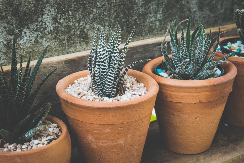Free Image of Succulent flower pots 