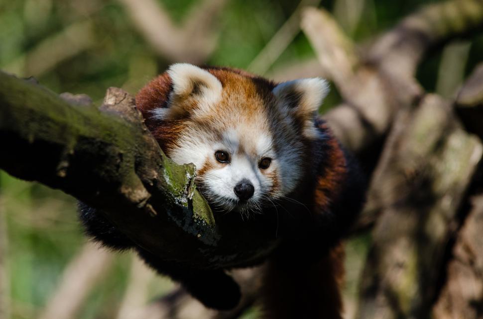 Free Image of Red Panda - looking down  