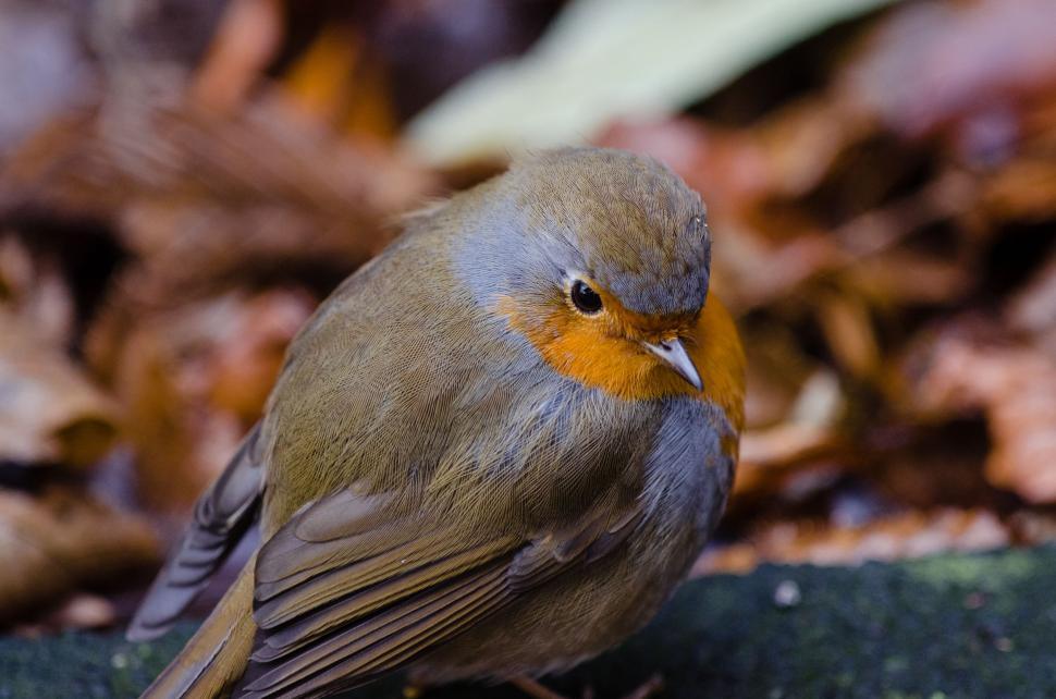 Free Image of Robin Bird  