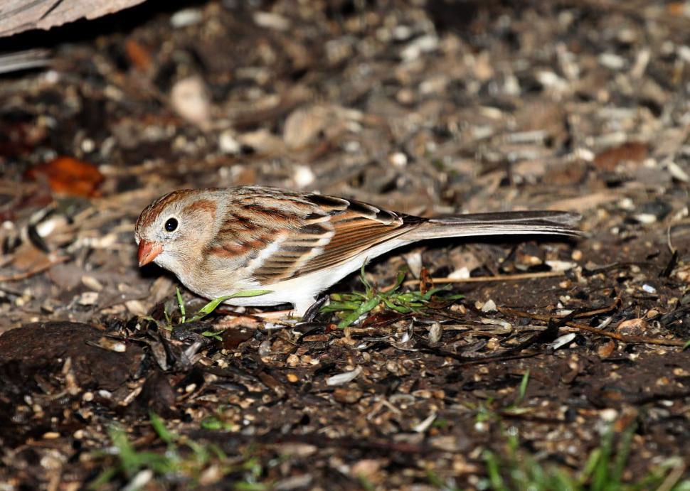 Free Image of Finch Bird  