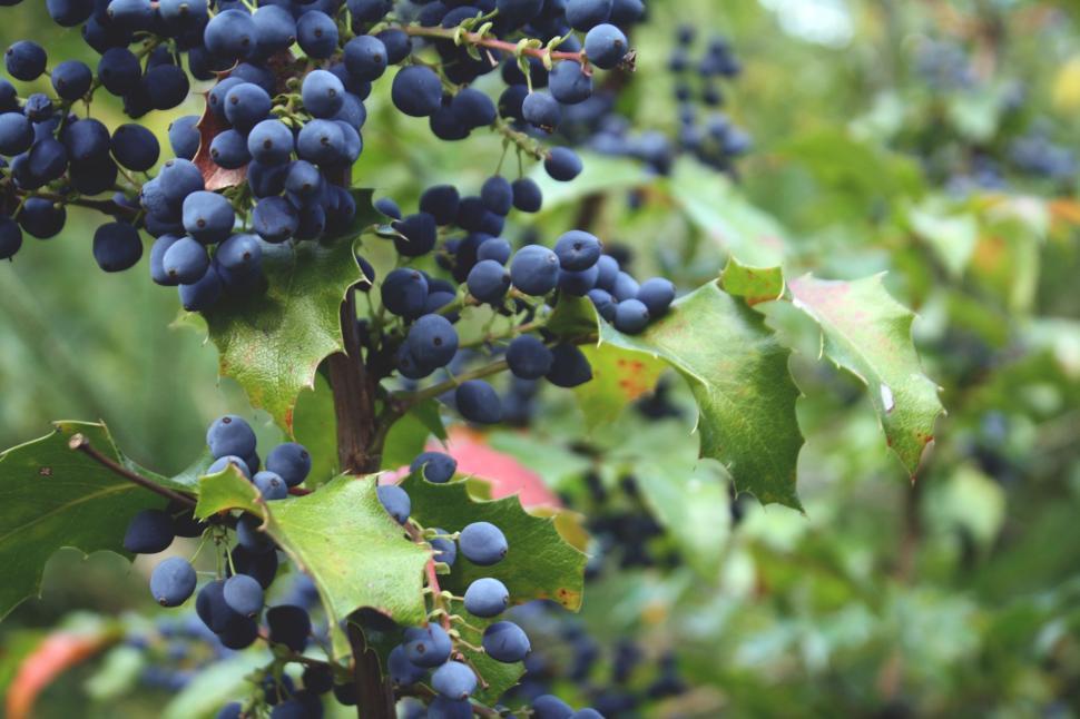 Free Image of Blueberry tree 