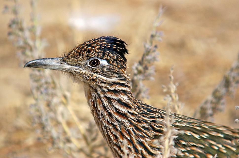 Free Image of Bird Head  