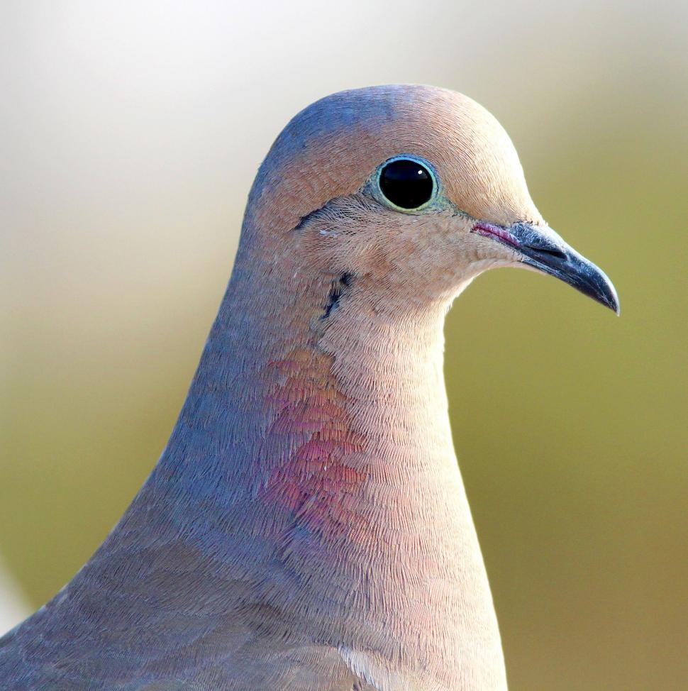 Free Image of White Pigeon  