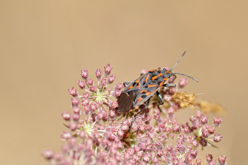 Free Image of Beetle (Insect)  