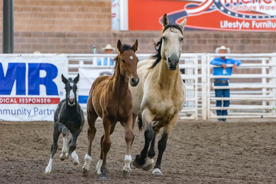 Free Image of Three Horses  