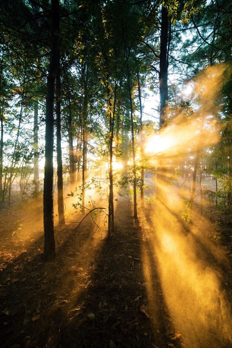 Free Image of Sunbeam and Trees  
