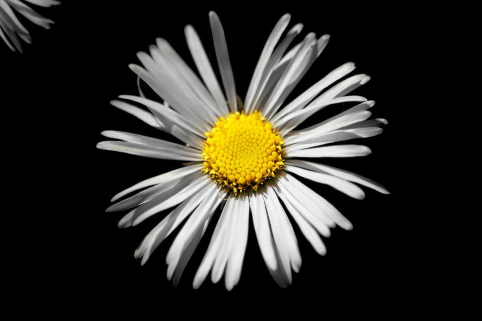 Free Image of Sunflower on Black 