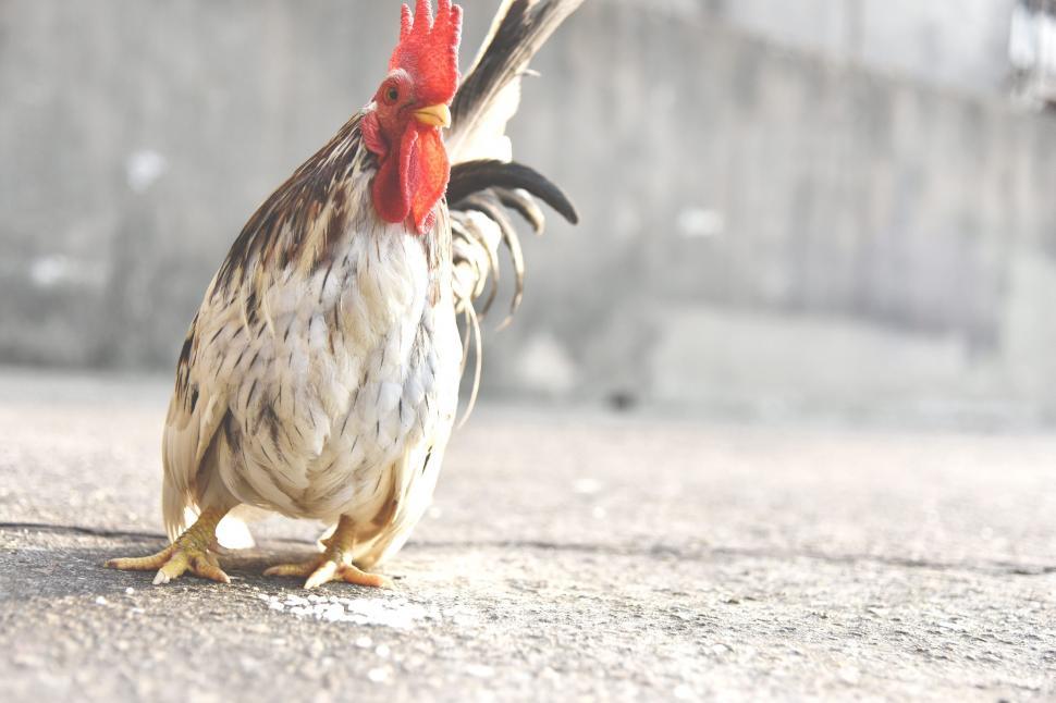 Free Image of White chicken (animal) 