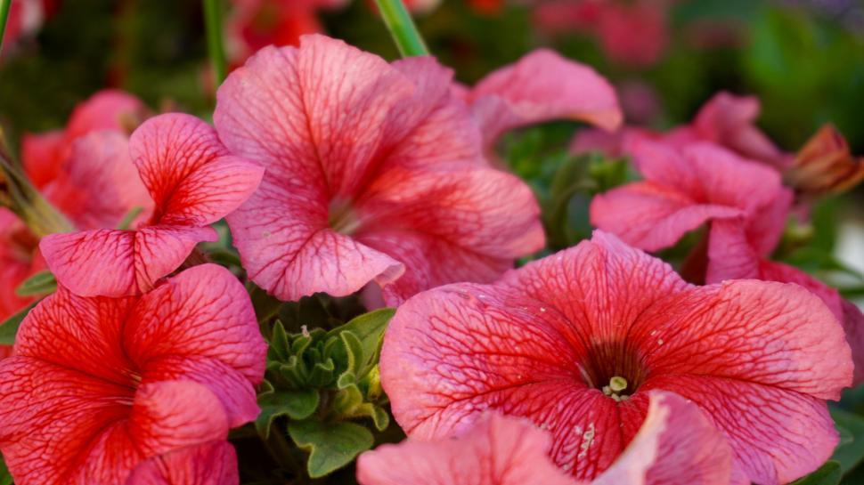 Free Image of Red Flowers  