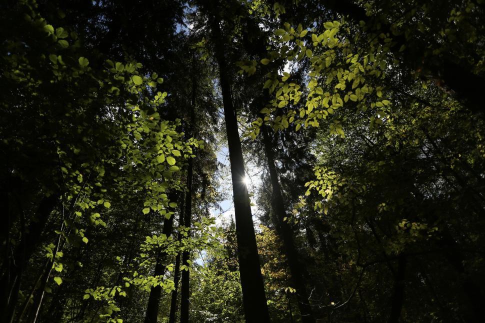 Free Image of Trees and Sunlight  