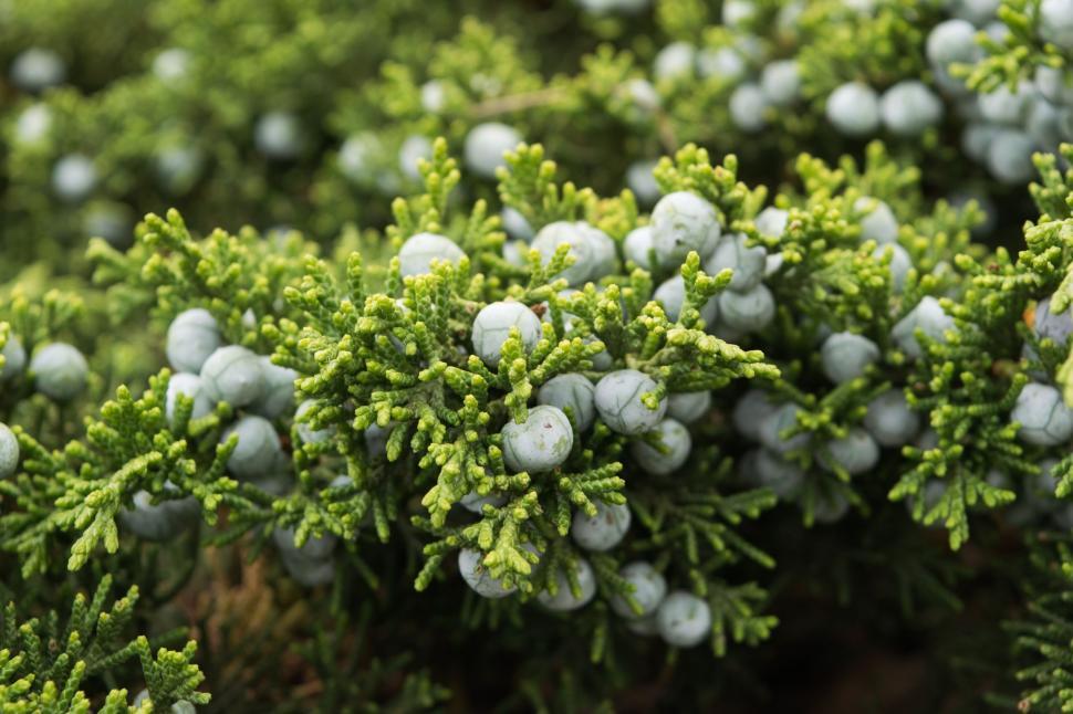 Free Image of Tree with berries  