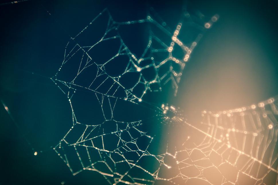 Free Image of Blurry Cobweb  