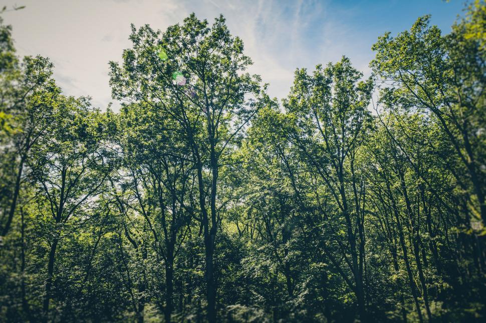 Free Image of Forest Trees  