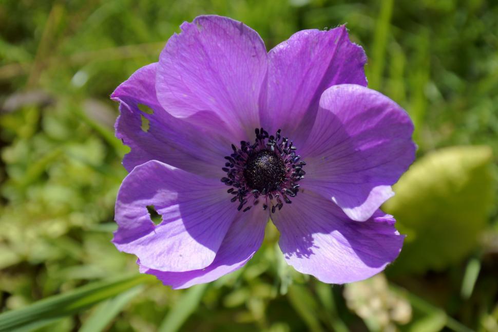 Free Image of Single Purple Flower  