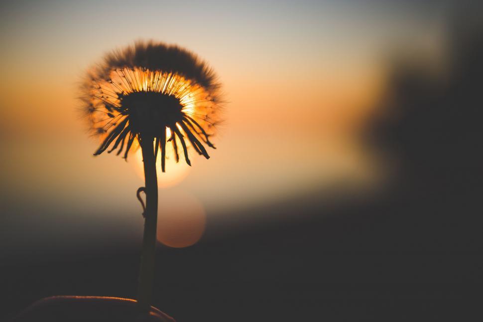 Free Image of Dandelion and Sun 
