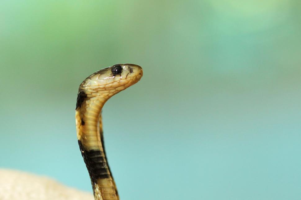 Free Image of Cobra Snake  