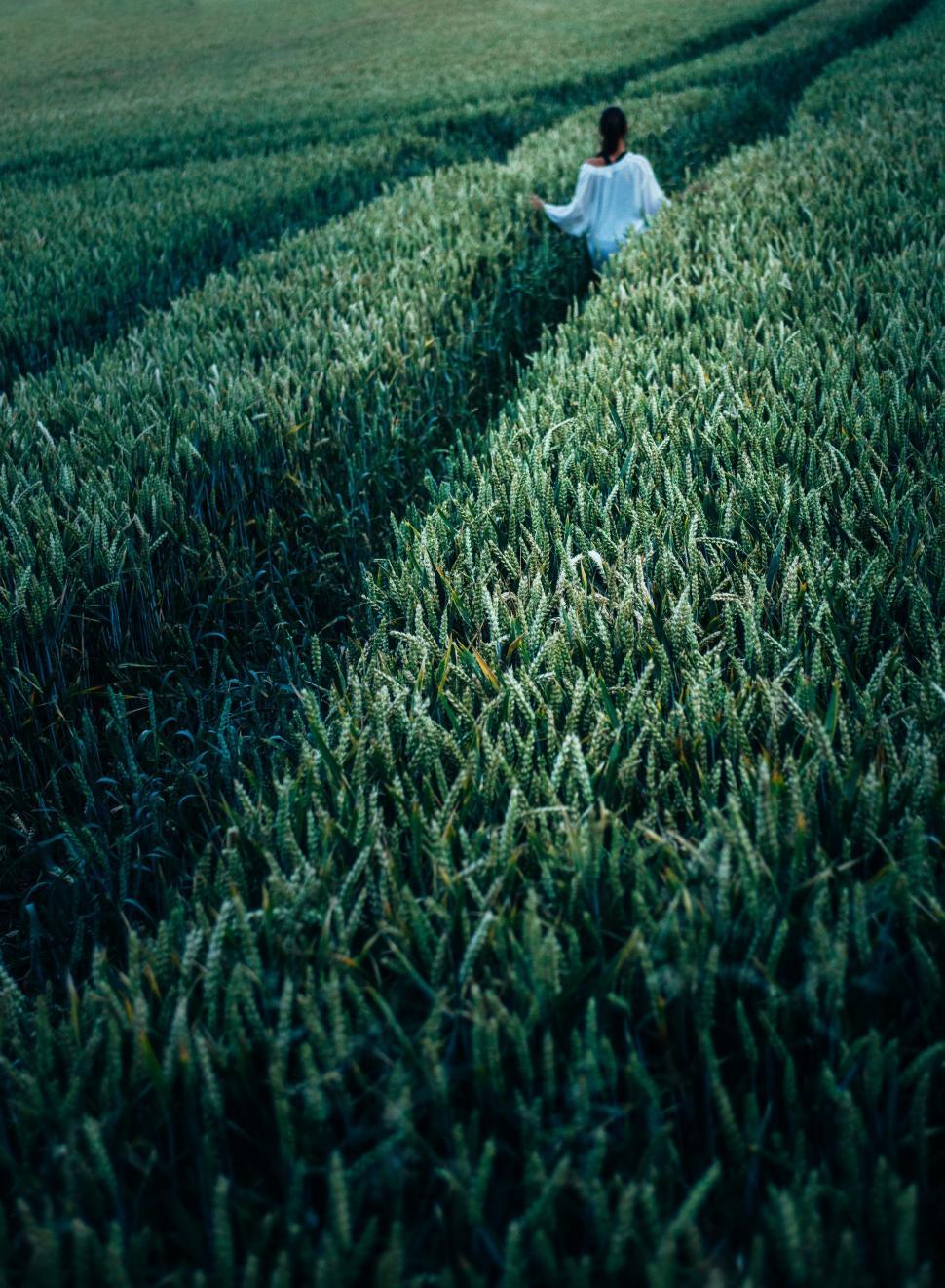Free Image of Woman on hayfield  