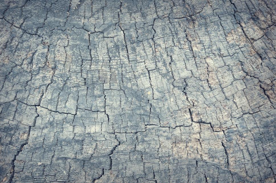 Free Image of Cracked Tree Stump 