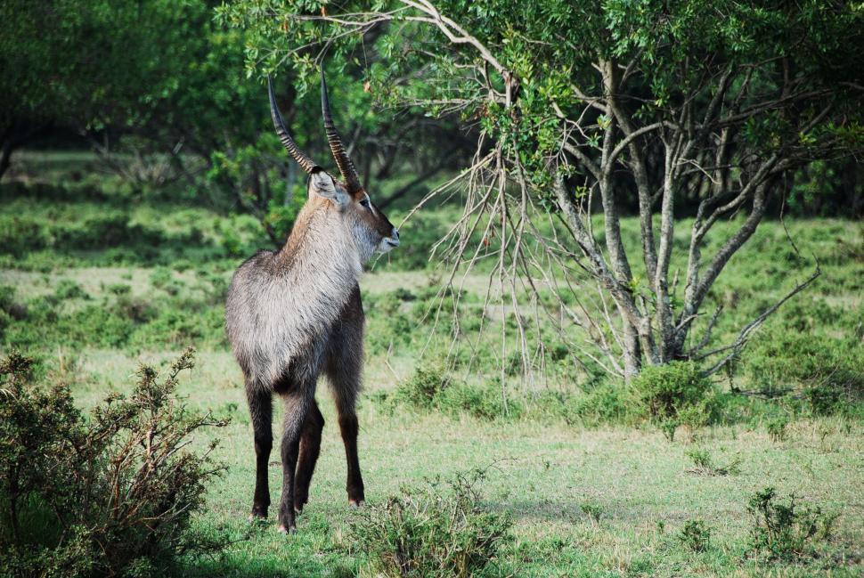 Free Image of Deer with two horns 