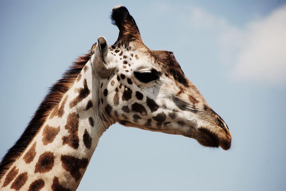 Free Image of Giraffe and Sky  