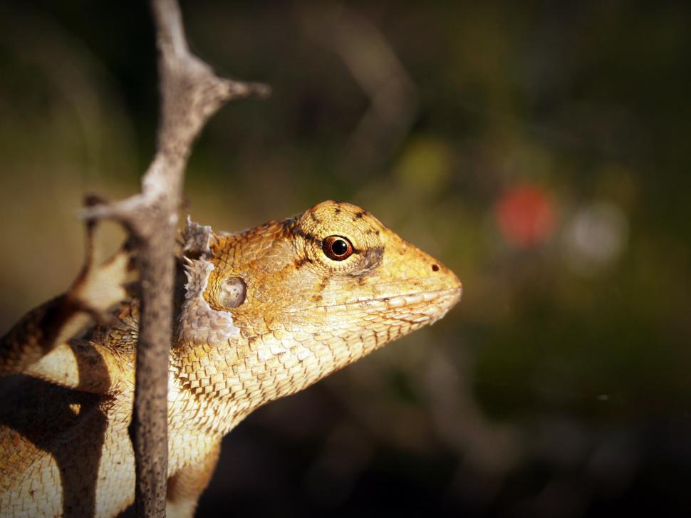 Free Image of Gecko on tree 
