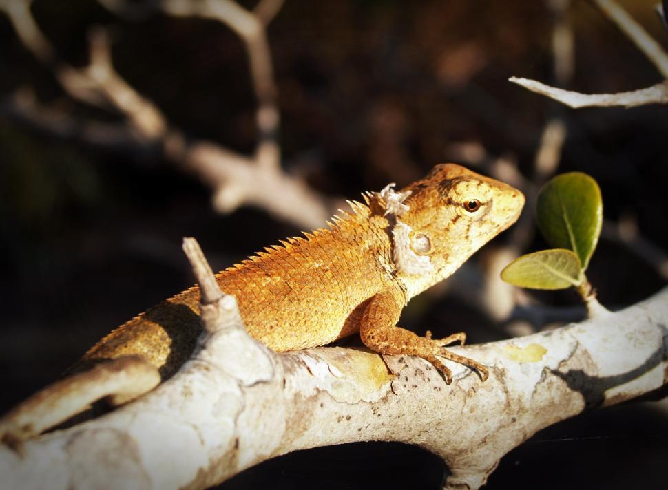 Free Image of Iguana on tree 