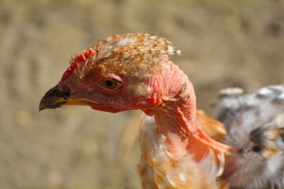 Free Image of Chicken (animal) 