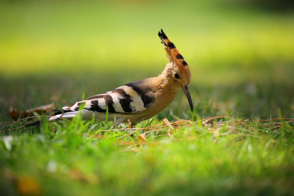 Free Image of Eurasian hoopoe 