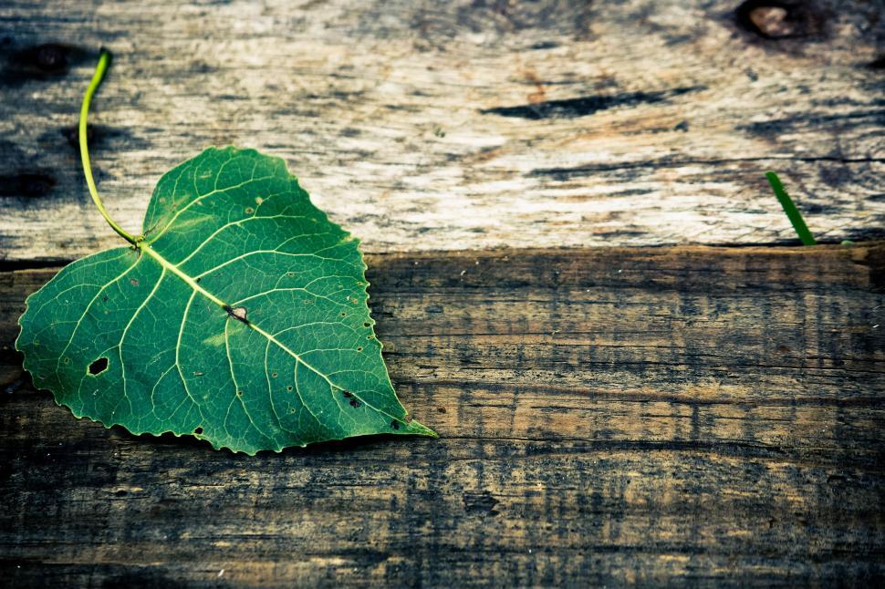 Free Image of Single Leaf  