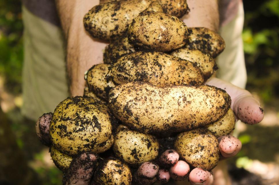 Free Image of Freshly harvested potatoes 