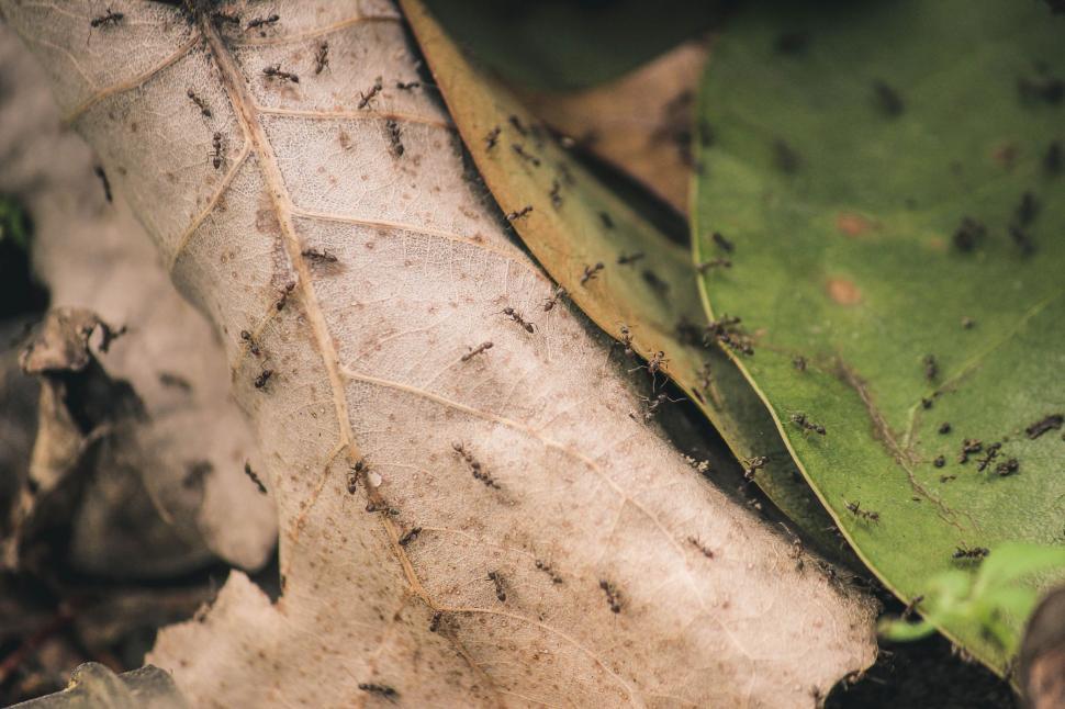 Free Image of Black Ants  