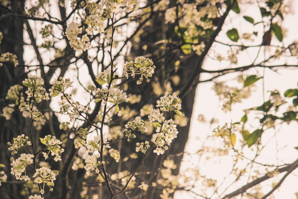 Free Image of White Flowers Tree  