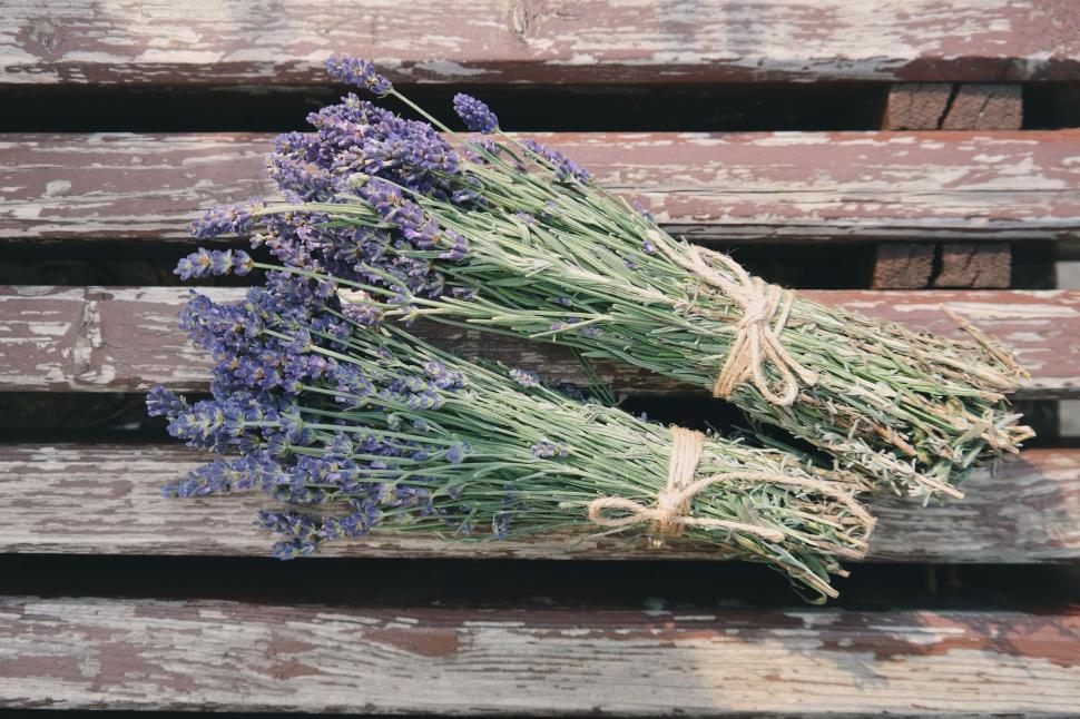 Free Image of Lavender Flowers 
