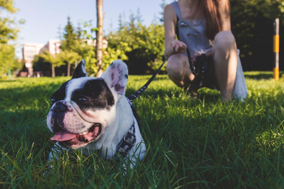 Free Image of French Bulldog 