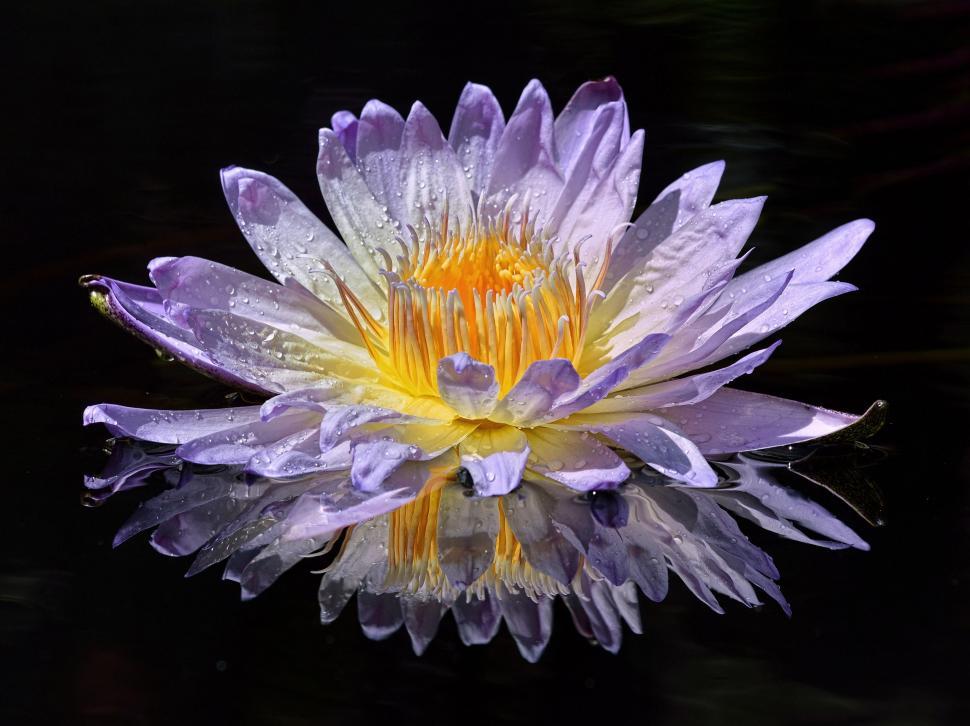 Free Image of Blue Flower in Dew on black background 
