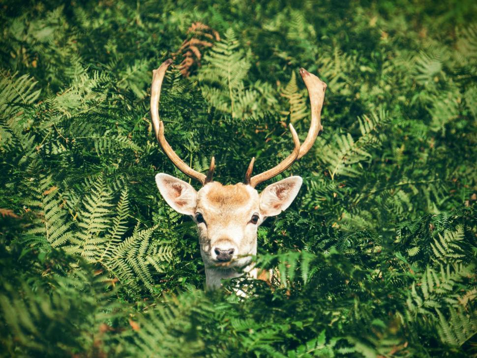 Free Image of Buck and green leaves  