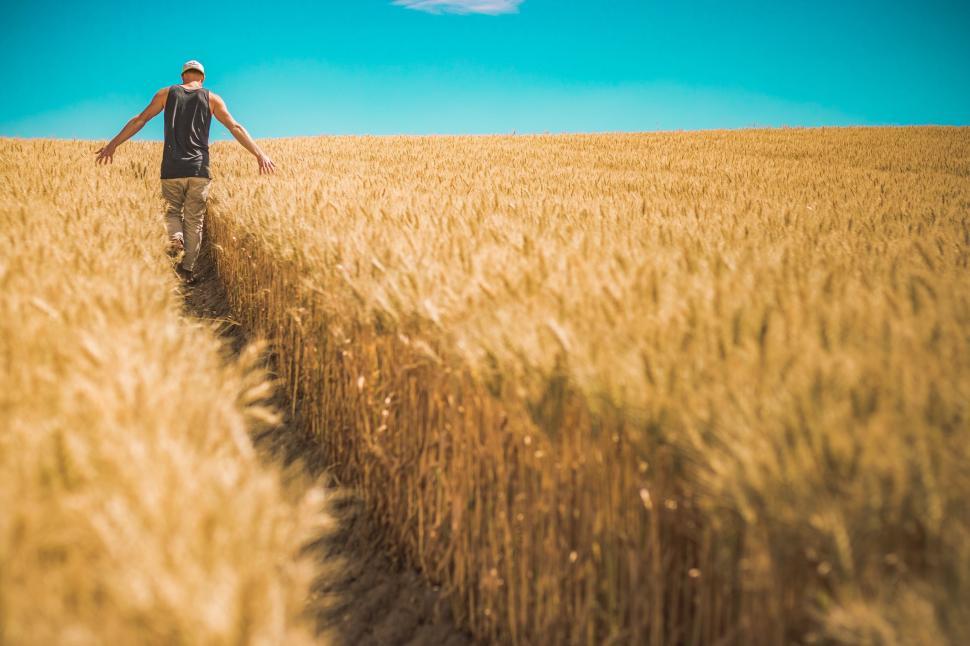 Free Image of Wheat Field  