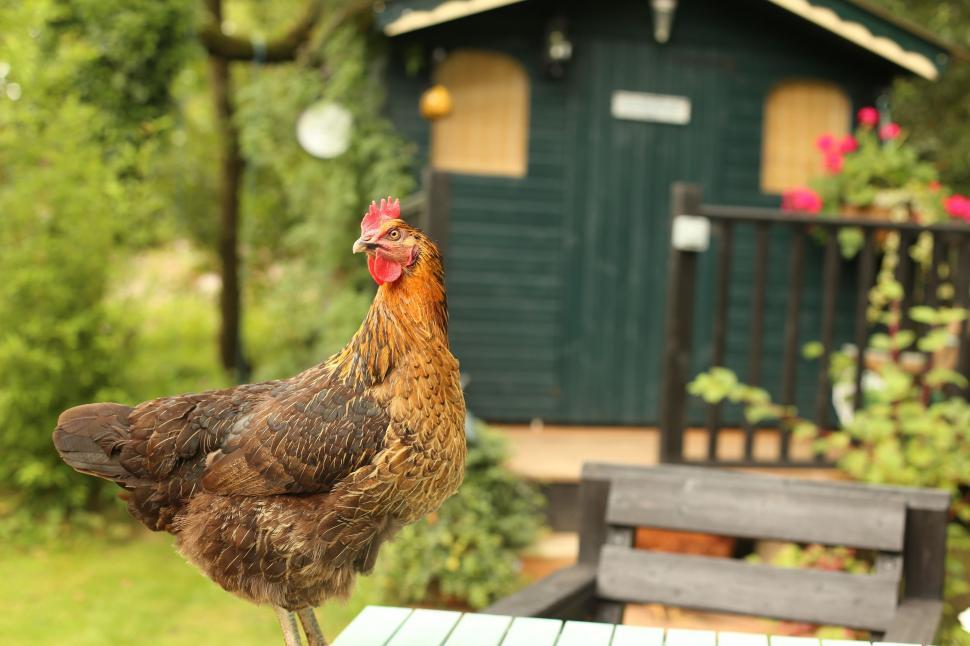 Free Image of Brown cockerel  