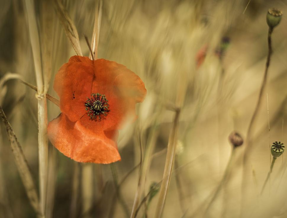 Free Image of Common poppy flower  