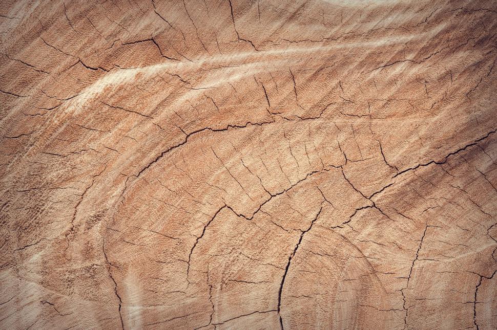 Free Image of Old Tree Stump  